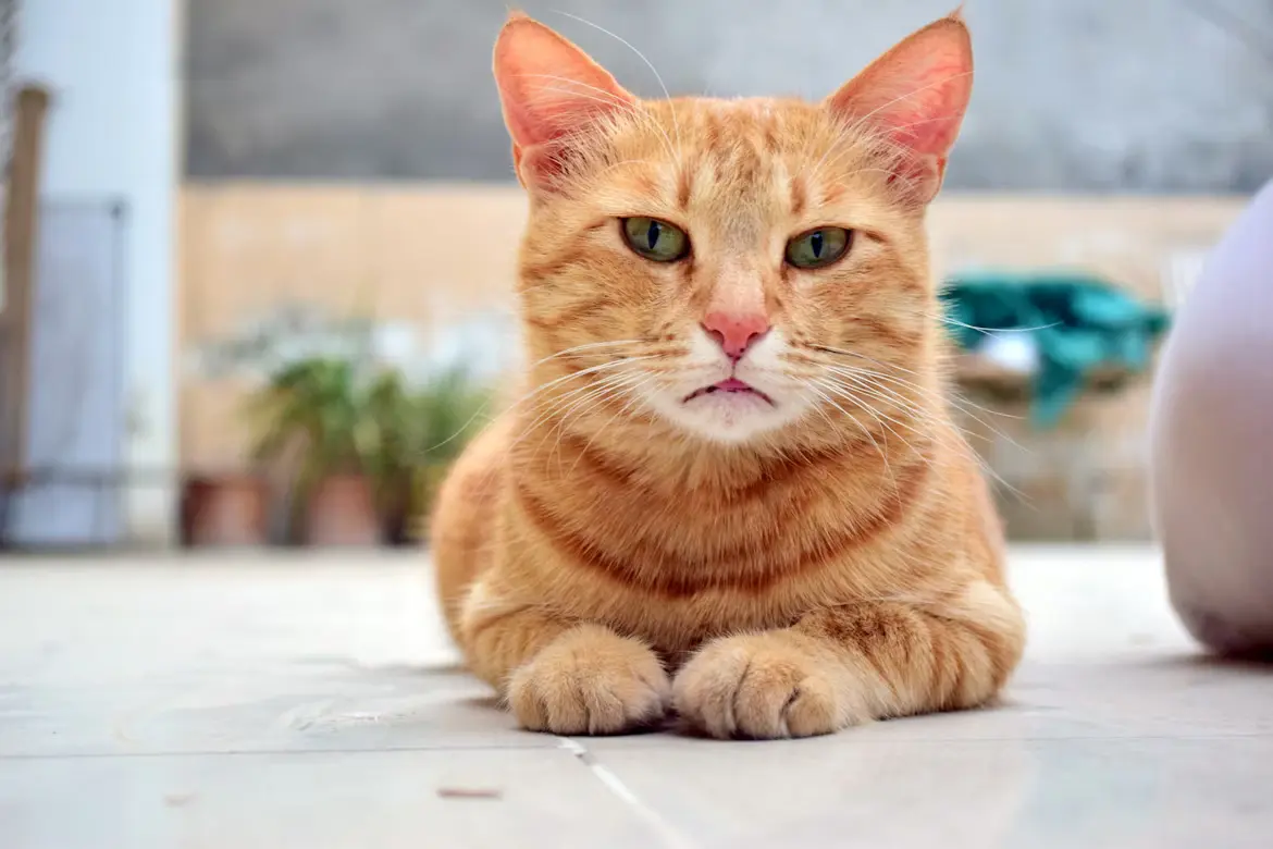 Cat