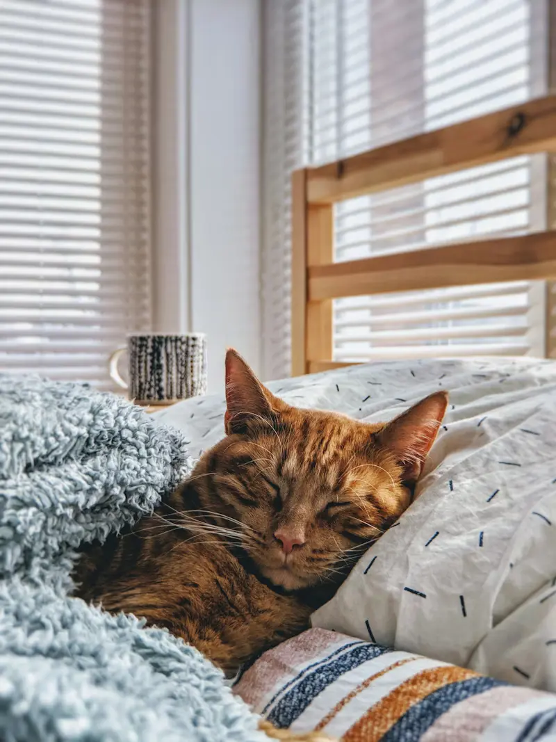 Kitten