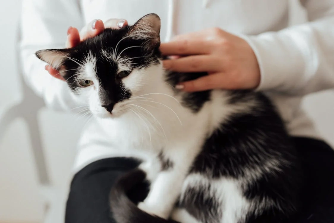 Paws & Whiskers Shelter