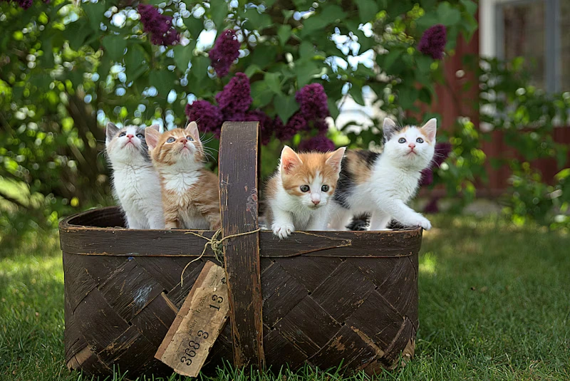 Urban Haven Shelter