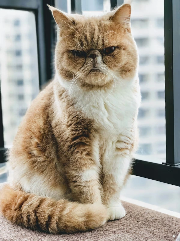 Luna Adoption